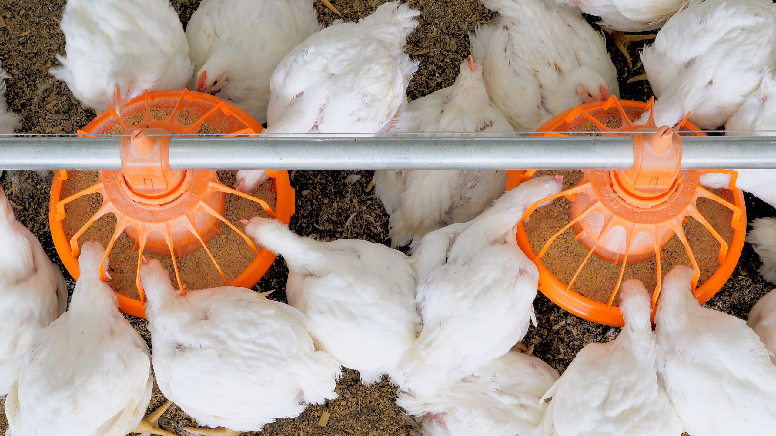 America is running low on poultry. Here's why. - Poultry Producer