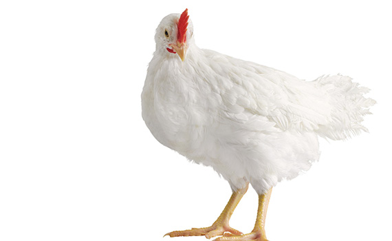 Lameness In Broilers: Osteomyelitis - Poultry Producer