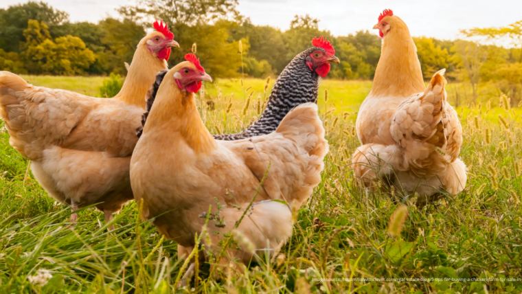 New meta-analysis from Alltech shows improvements in hen performance ...