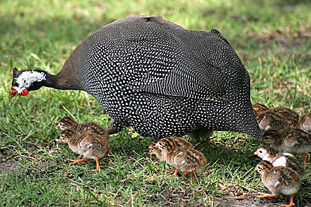 3 Ways to Brood Guinea Fowl and 1 Way Not To - Poultry Producer
