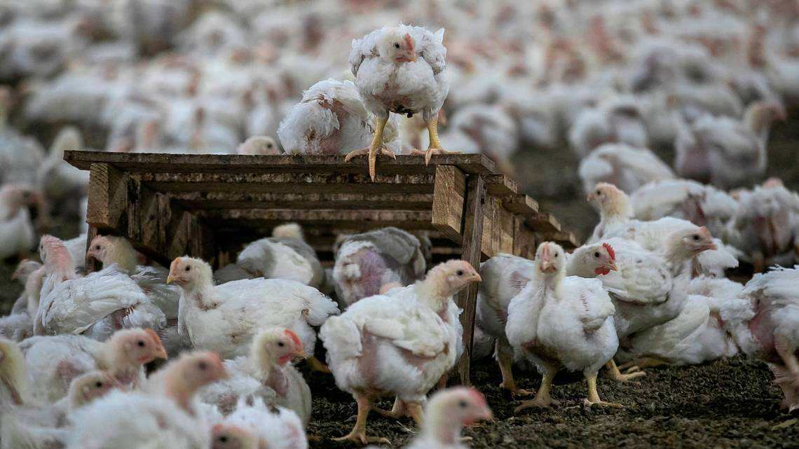 Bill Seeks To Curb Risks That Nc Poultry Farms Pose To Neighbors The Environment Poultry Producer