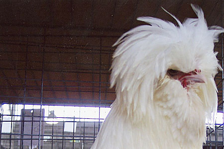 10 Chicken Breeds with Beards - Poultry Producer