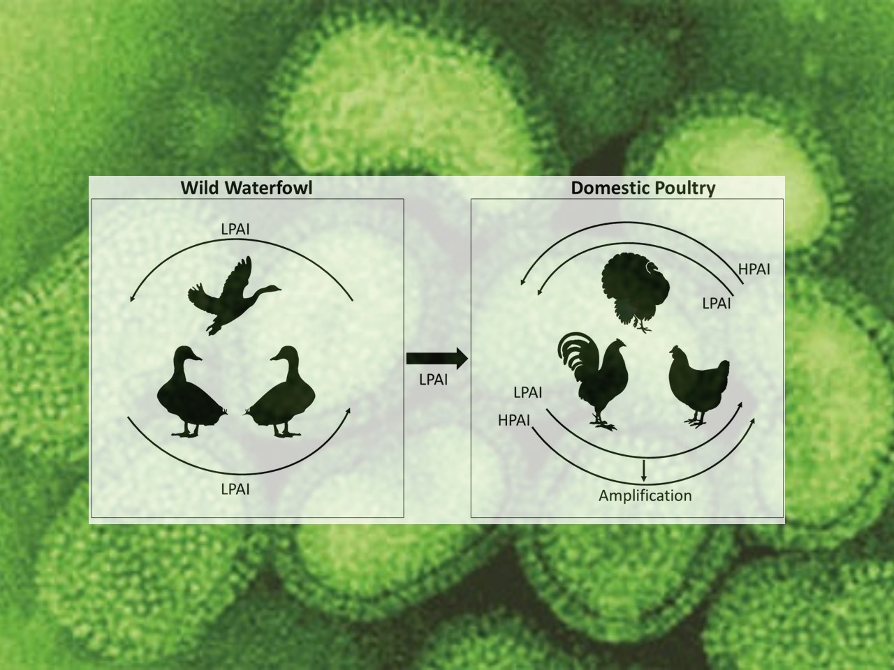 Continued Spread Of Highly Pathogenic Avian Influenza Hpai In Us States Poultry Producer 1765