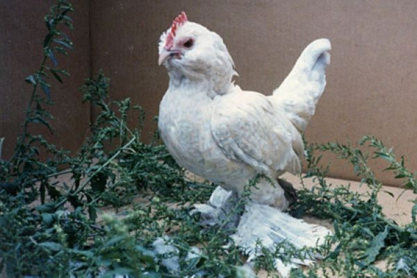 True Bantam Chicken Breeds - Poultry Producer
