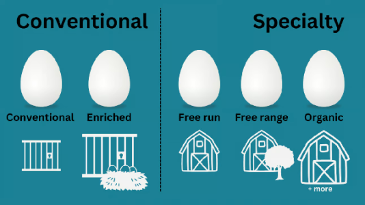 Bird Flu Killed A Third Of Bc's Egg-laying Chickens Last Year - Poultry 